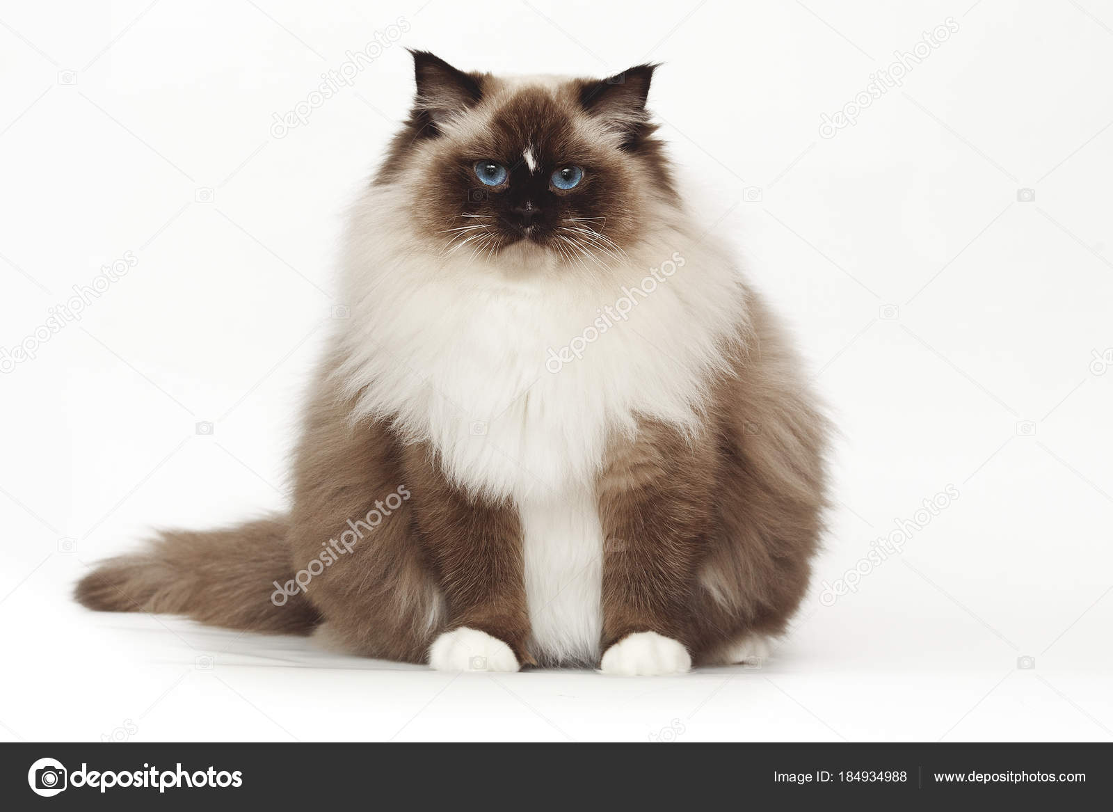 Ragdoll Moelleux Beau Chat Blanc Aux Yeux Bleus Pose Tout En
