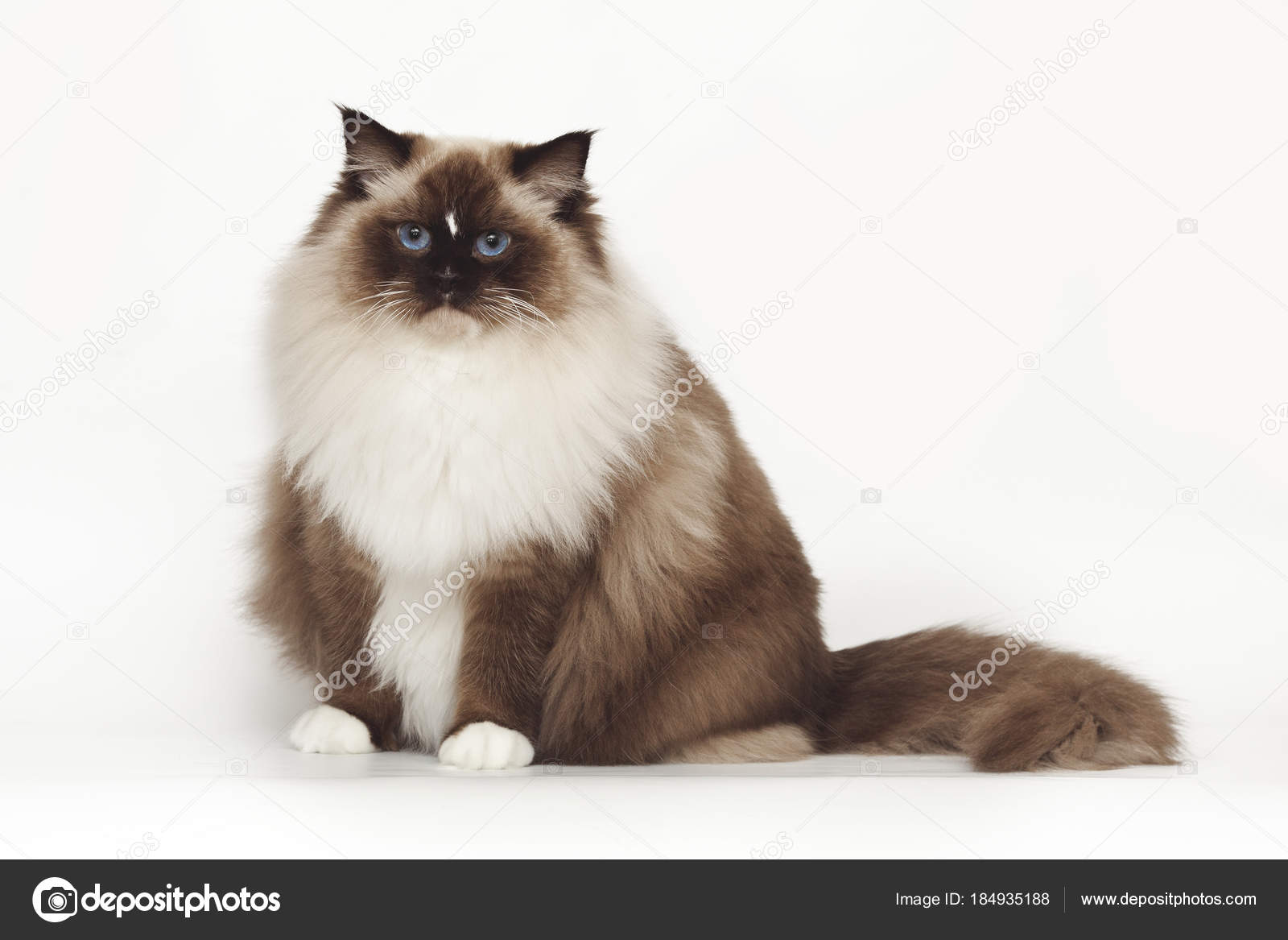Puszysty Piękny Biały Kot Ragdoll Z Niebieskimi Oczami Siedząc Na