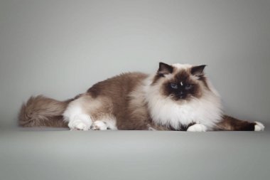 Gri arka plan üzerinde yalan poz mavi gözlü güzel kabarık beyaz kedi ragdoll.