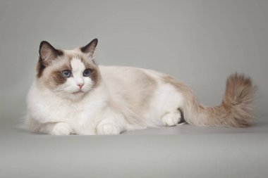 Gri arka plan üzerinde otururken poz mavi gözlü güzel kabarık beyaz kedi ragdoll.