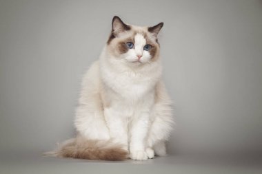 Gri arka plan üzerinde otururken poz mavi gözlü güzel kabarık beyaz kedi ragdoll.