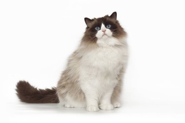 Stüdyo beyaz arka plan üzerinde otururken poz mavi gözlü güzel kabarık beyaz kedi ragdoll.