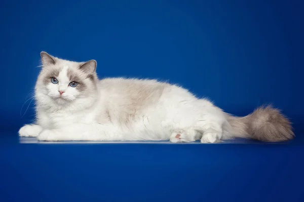 Güzel kabarık beyaz kedi ragdoll, stüdyo mavi zemin üzerine yalan poz. — Stok fotoğraf