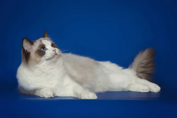 Fluffy hermosa ragdoll gato blanco, posando acostado en el estudio de fondo azul . —  Fotos de Stock