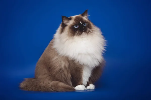 Fluffy hermosa ragdoll gato blanco posando mientras está sentado en un estudio de fondo azul . —  Fotos de Stock