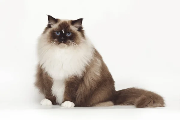 Flauschig schöne weiße Katzenragdoll mit blauen Augen posiert, während sie auf weißem Hintergrund im Studio sitzt. — Stockfoto
