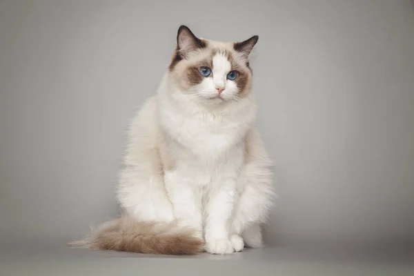 Puszysty piękny biały kot ragdoll z niebieskimi oczami pozowanie siedząc na szarym tle. — Zdjęcie stockowe