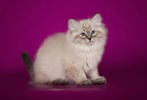 Fluffy hermosa gatita blanca de Neva Masquerade con ojos azules, tres meses de edad, posando sentado sobre fondo púrpura . —  Fotos de Stock