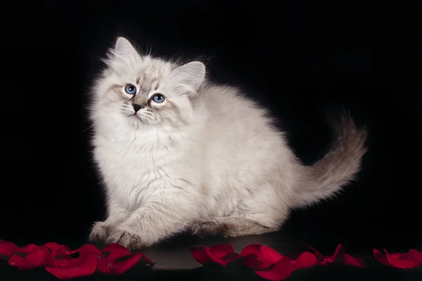 Hermoso gatito blanco esponjoso de Neva Masquerade con ojos azules, de tres meses de edad, posando sentado sobre fondo negro con pétalos de rosa. Gatito blanco sobre fondo negro . —  Fotos de Stock