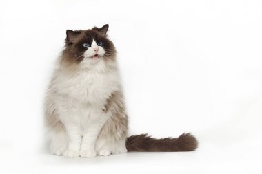 Kabarık güzel kedi ragdoll studio beyaz arka plan üzerinde otururken poz mavi gözlü. Beyaz arka plan üzerinde izole kedi.