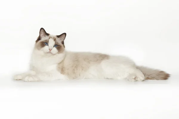 Neva maskeli mavi gözlü beyaz bir arka plan üzerinde yalan poz, kabarık güzel beyaz kedi. Beyaz arka plan üzerinde izole kedi. — Stok fotoğraf