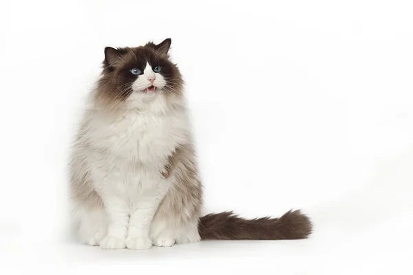 Fluffy hermoso gato ragdoll con ojos azules posando mientras está sentado en el estudio fondo blanco. Gato aislado sobre fondo blanco . —  Fotos de Stock