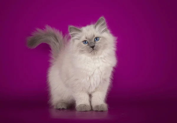 Kabarık güzel beyaz yavru kedi Neva maskeli balo, mavi gözlü, üç aylık stüdyo arka plan üzerinde poz. — Stok fotoğraf