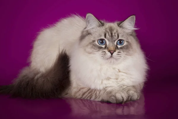 Fluffy hermosa Neva Masquerade gato con ojos azules, posando acostado en el fondo del estudio . —  Fotos de Stock