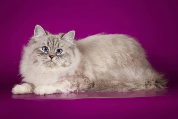 Fluffy hermosa Neva Masquerade gato con ojos azules, posando acostado en el fondo del estudio . —  Fotos de Stock