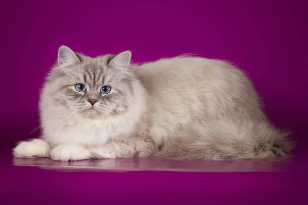 Fluffy hermosa Neva Masquerade gato con ojos azules, posando acostado en el fondo del estudio . —  Fotos de Stock