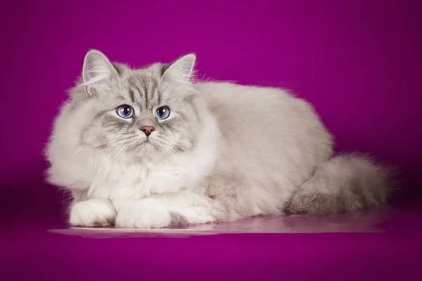 Fluffy hermosa Neva Masquerade gato con ojos azules, posando acostado en el fondo del estudio . —  Fotos de Stock