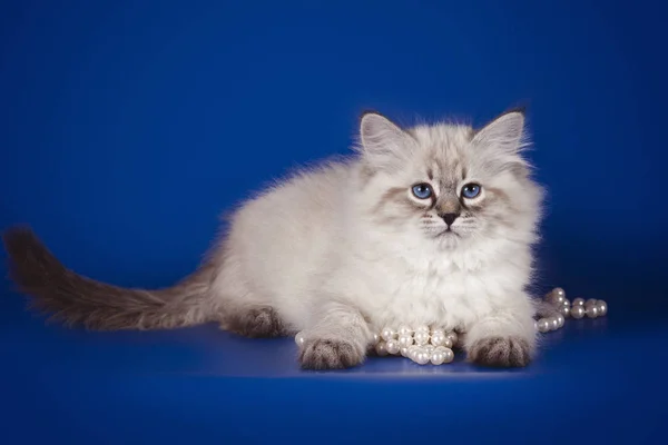 Fluffy hermosa gatita blanca de Neva Masquerade con ojos azules, posando sobre fondo azul con cuentas . —  Fotos de Stock