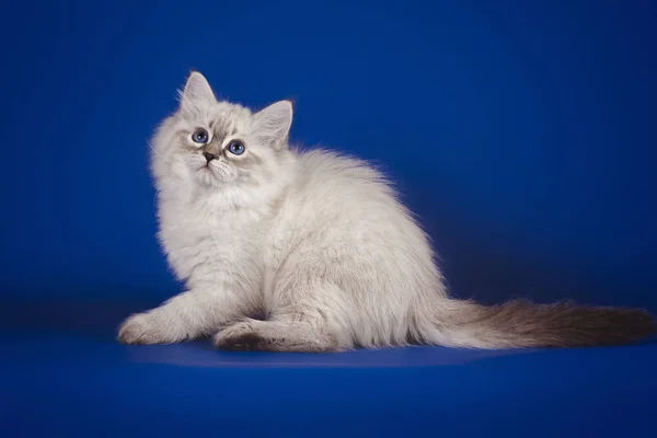 Hermoso gatito blanco esponjoso con ojos azules, de tres meses de edad, posando sobre fondo azul  . —  Fotos de Stock