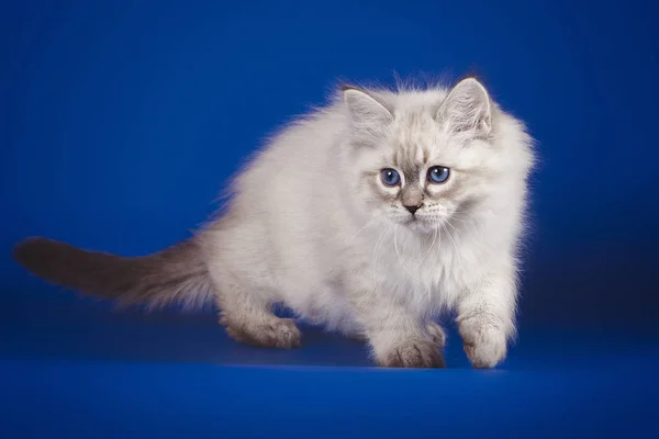 Fluffiga vacker vit kattunge med blå ögon, tre månader gammal, poserar på blå bakgrund . — Stockfoto