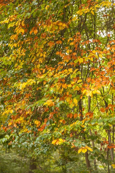 Bayern im Herbst — Stockfoto