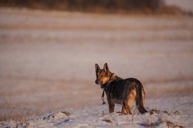 Karda Alman çoban köpeği
