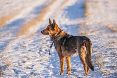Karda Alman çoban köpeği