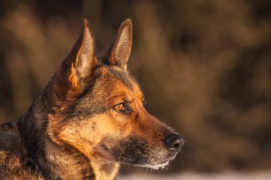 Karda Alman çoban köpeği