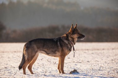 Karda Alman çoban köpeği