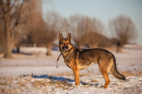 Duitse herder in de sneeuw — Stockfoto