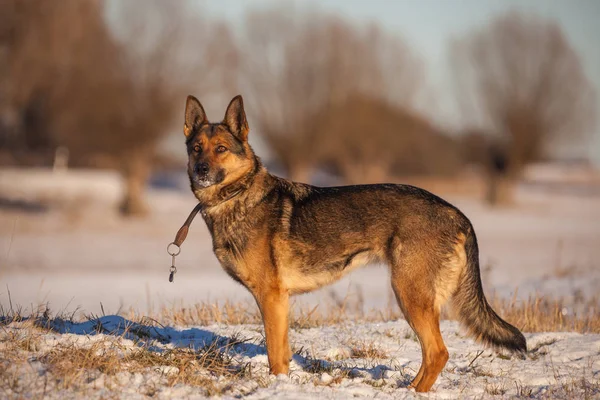 Schäferhund im Schnee — Stockfoto