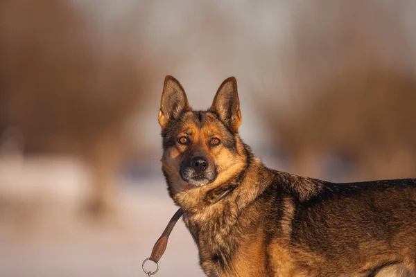 Schäferhund im Schnee — Stockfoto