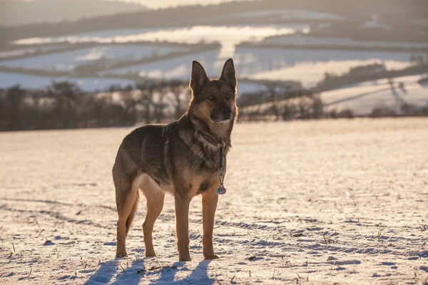 German Shepherd in the snow