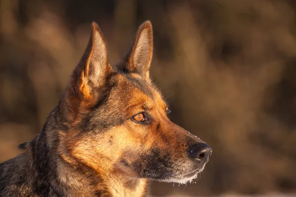 Schäferhund im Schnee — Stockfoto