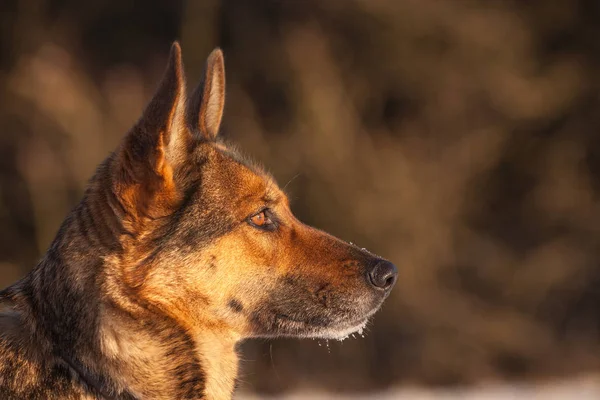 Schäferhund im Schnee — Stockfoto