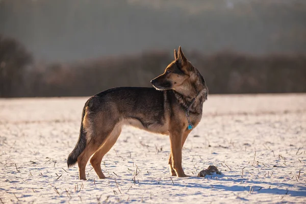 Schäferhund im Schnee — Stockfoto