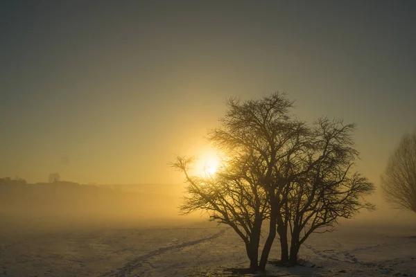 Puesta de sol de invierno en la niebla —  Fotos de Stock