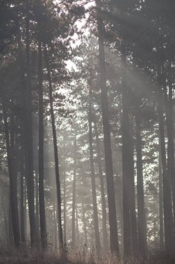 Kışın kar geri kalanı ile manzara