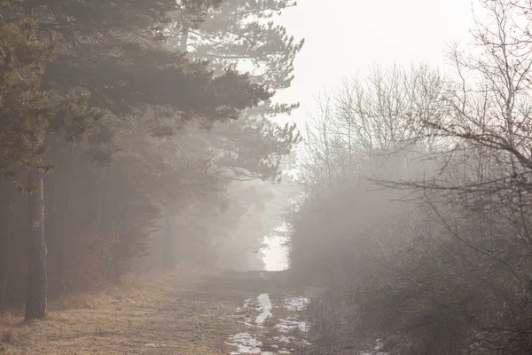 Landscape in winter with rest of snow — Stock Photo, Image