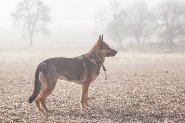 German Shepherd in the open nature — Stock Photo, Image