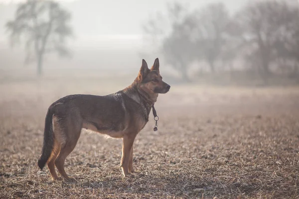 Schäferhund in der freien Natur — Stockfoto