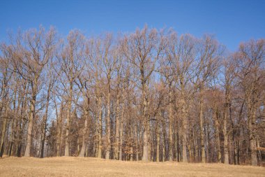 Kışın kar geri kalanı ile manzara