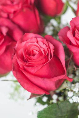 Bir hediye olarak kırmızı gül