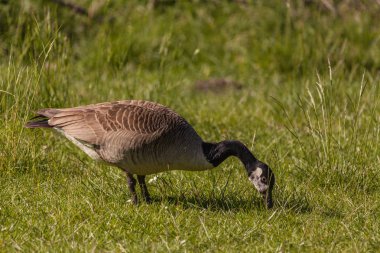 Çayırdaki yabani kazlar