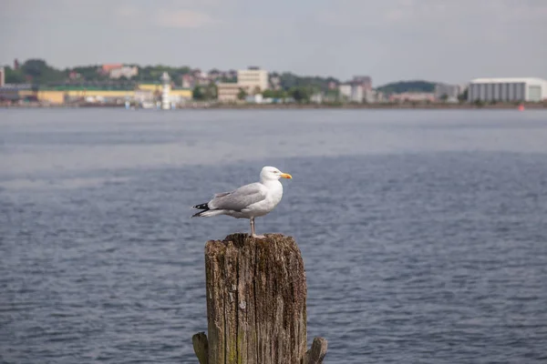 Чайка на деревянной куче в Балтийском море — стоковое фото