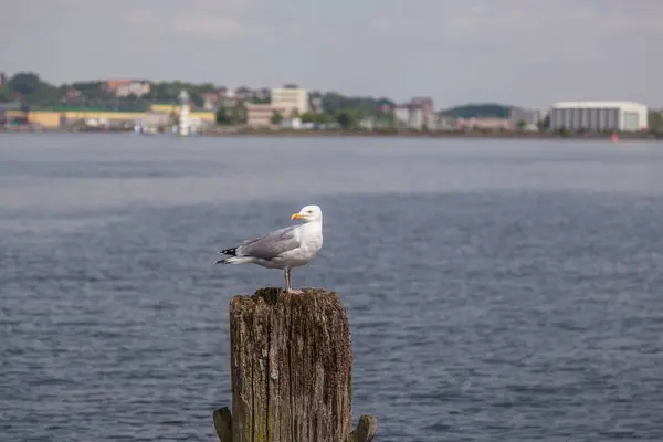 Baltık Denizinde ahşap bir yığın üzerinde martı — Stok fotoğraf