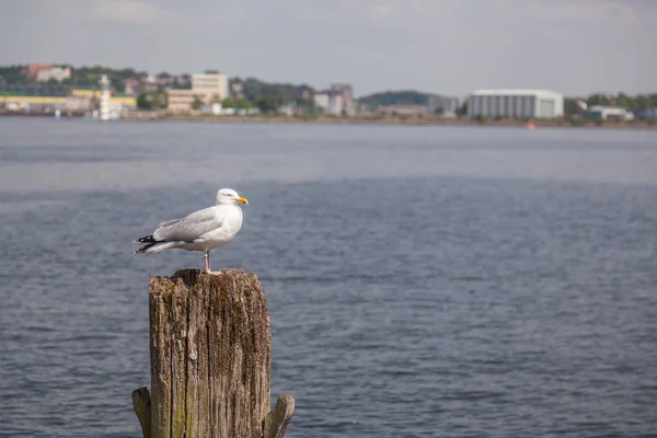 Baltık Denizinde ahşap bir yığın üzerinde martı — Stok fotoğraf