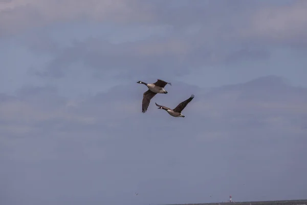 Wild geese on the meadow