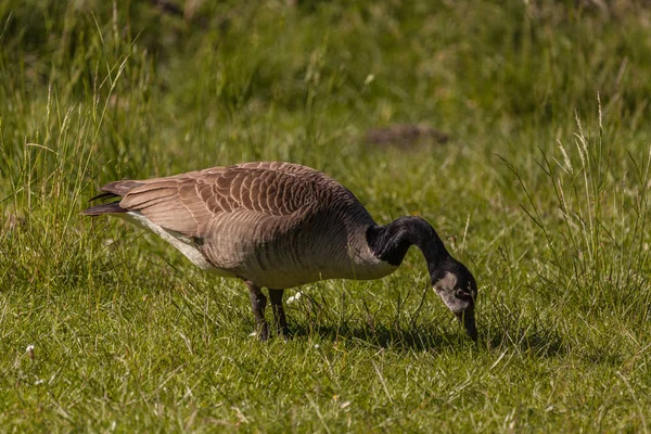 Wild geese on the meadow — Stock Photo, Image