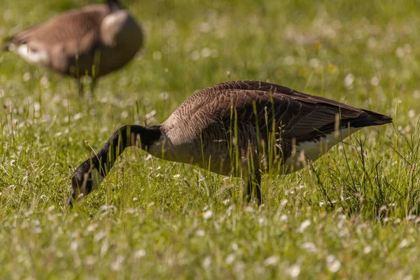 Wild geese on the meadow — Stock Photo, Image